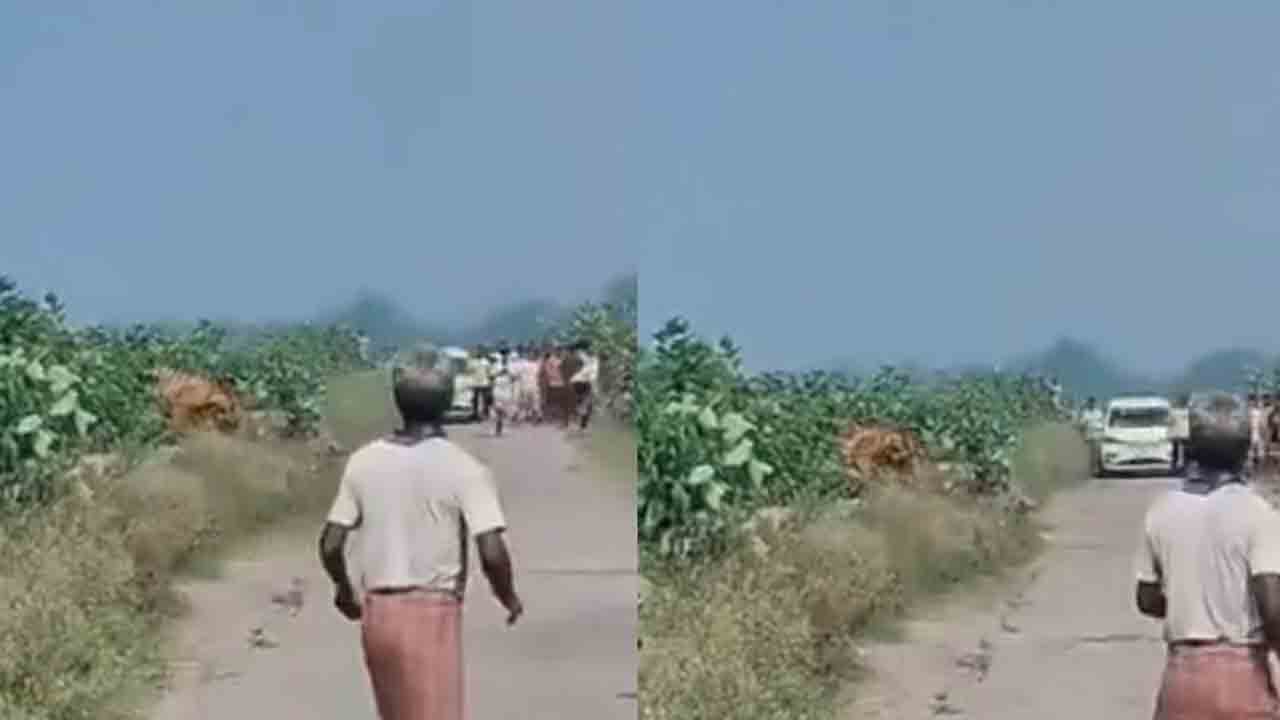 Watch: పొదల వద్ద మలవిసర్జన చేస్తున్న వ్యక్తిపై పులి దాడి.. తర్వాత ఏం జరిగిందంటే?