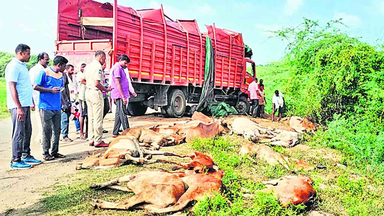 పశువుల అక్రమ రవాణా వాహనం బోల్తా