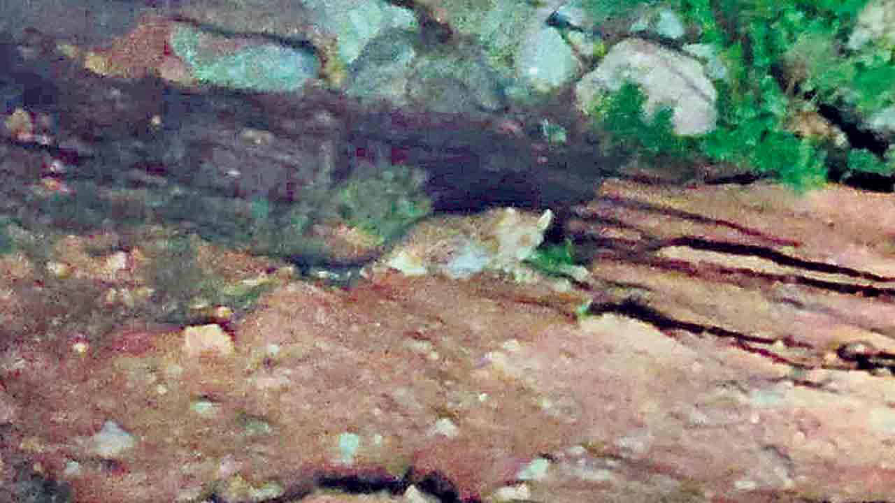 మల్కాపూర్‌ శివారులో.. మళ్లీ చిరుత సంచారం