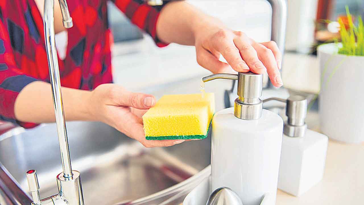 వంటింటి స్పాంజ్‌ బ్యాక్టీరియా పుట్ట