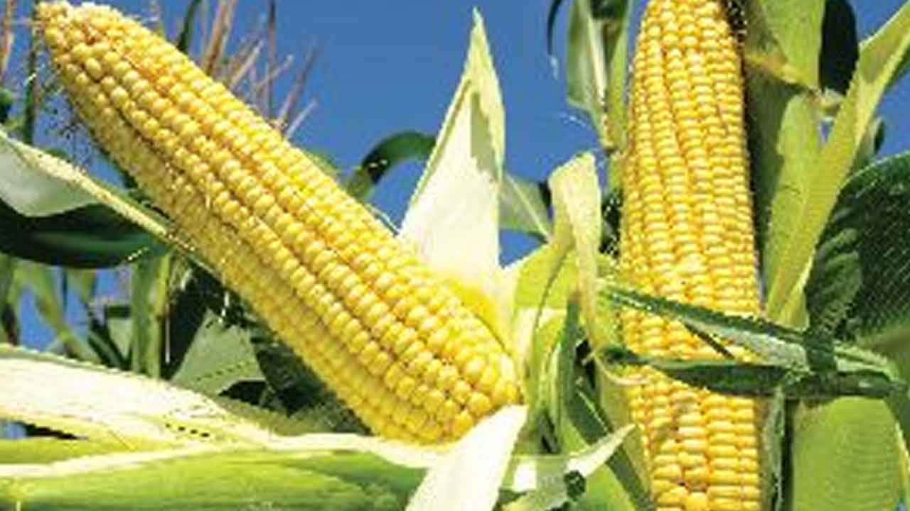 రికార్డుస్థాయిలో మక్క ధరలు