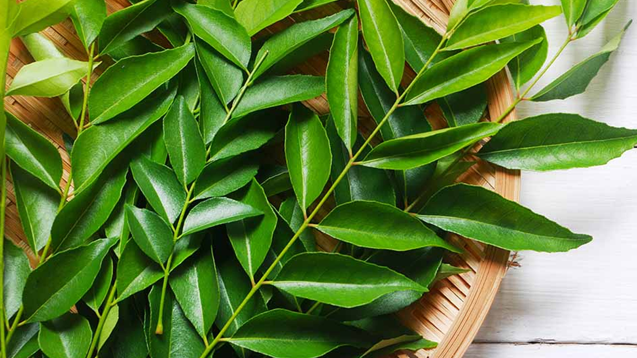 Curry leaves | కూరల్లో వేసే ఈ ఆకు సువాసనకు మాత్రమే కాదు.. ఆరోగ్యానికి కూడా దివ్యౌషధం..!