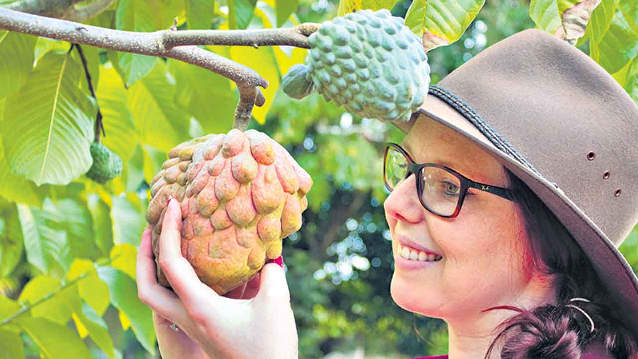 Custard Apple 2