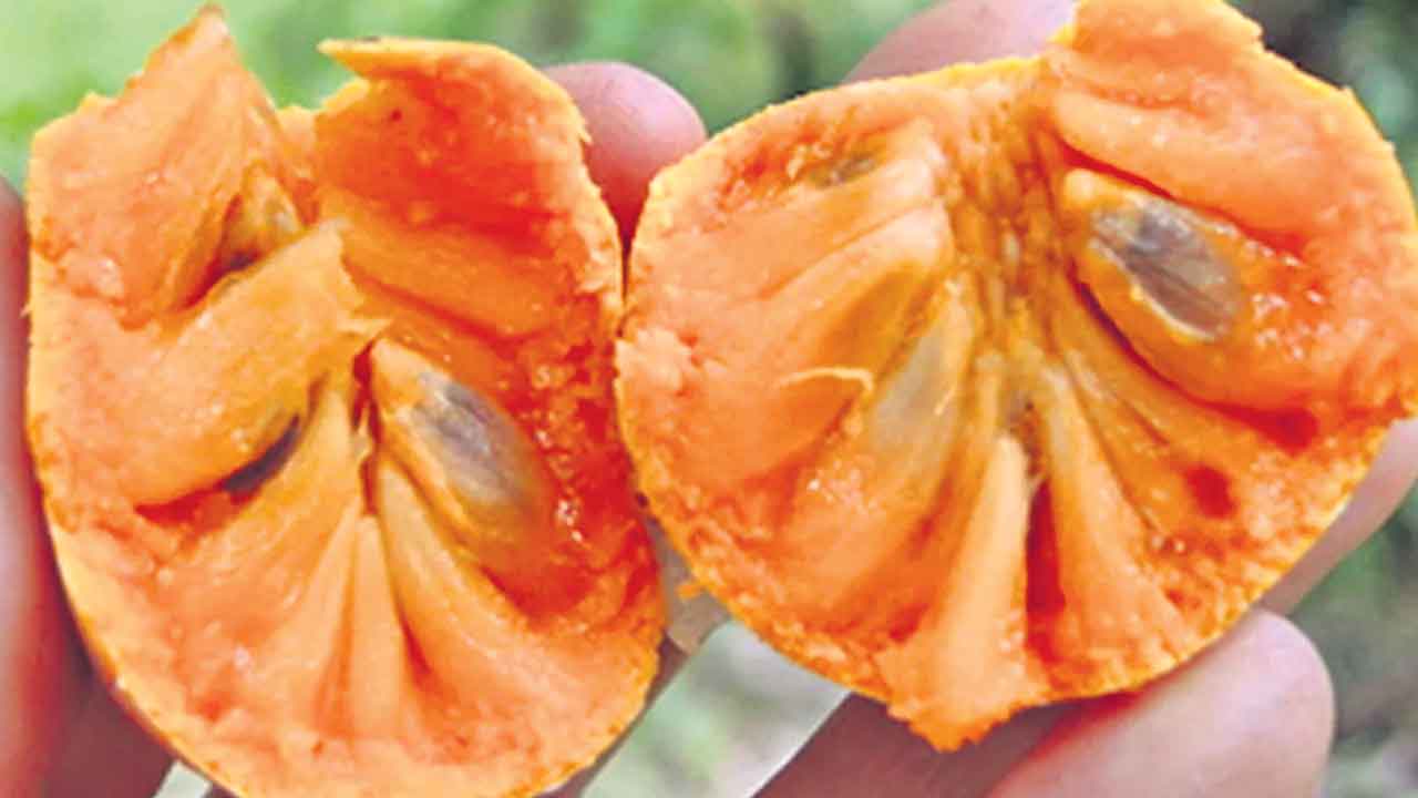 Custard Apple 3