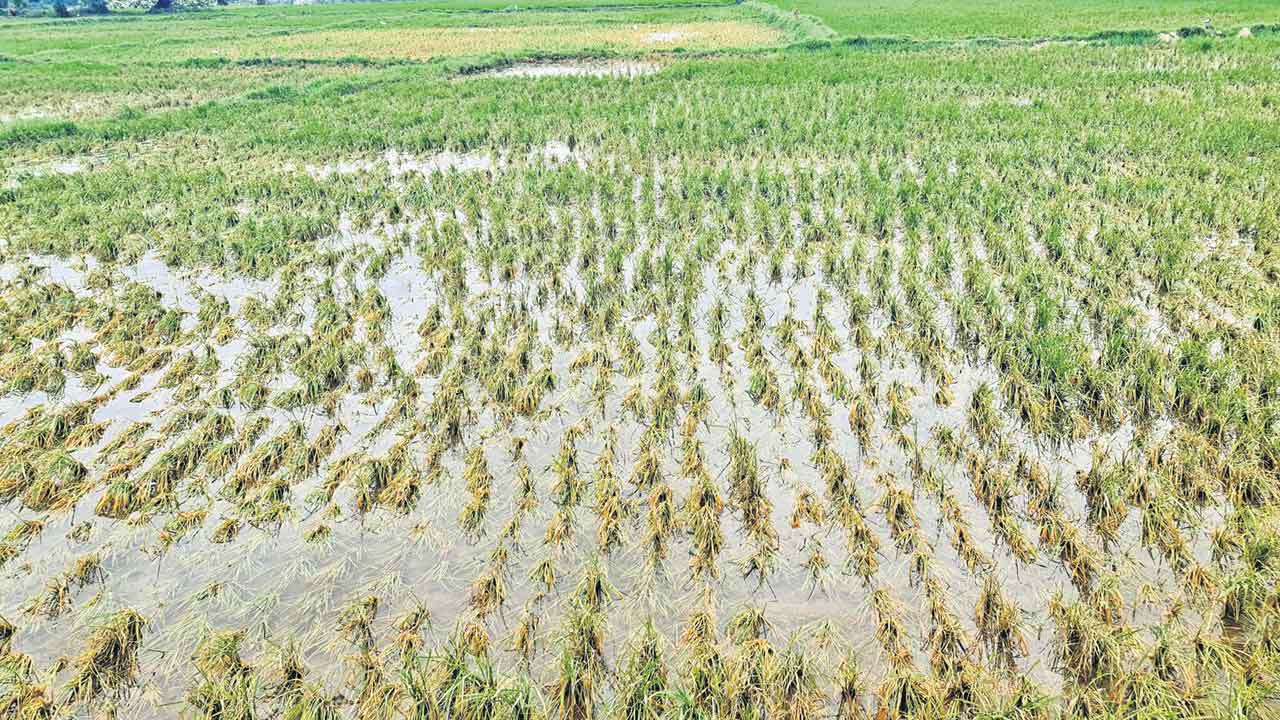 Telangana | 33 శాతం పంట దెబ్బతింటేనే నష్ట పరిహారం