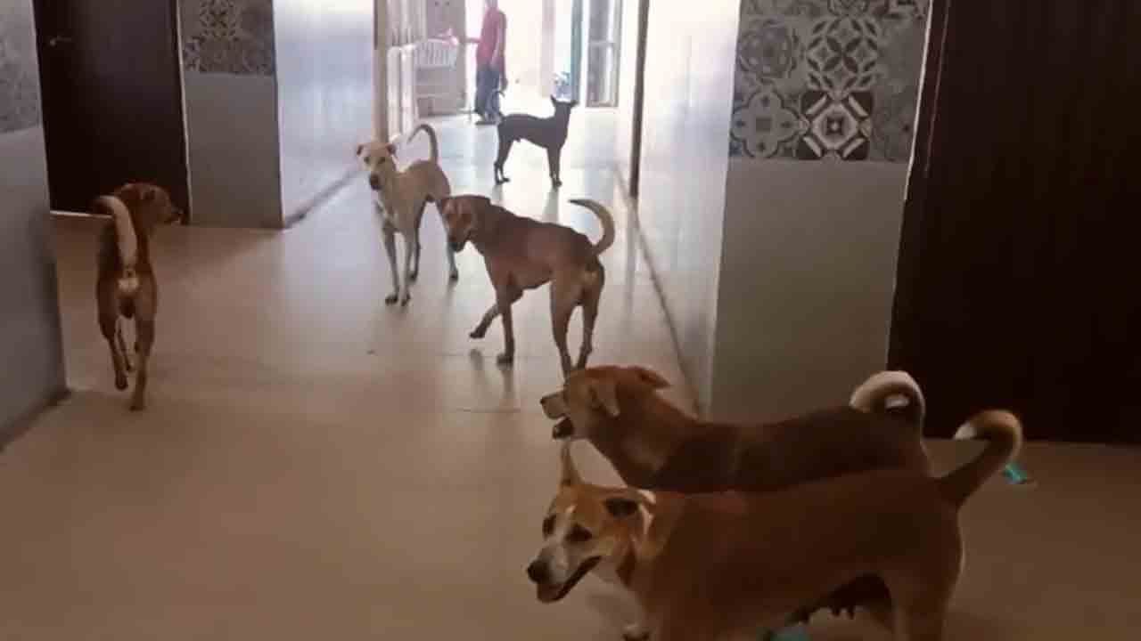 Nagarkurnool | నాగ‌ర్‌క‌ర్నూల్ ప్ర‌భుత్వ ఆస్ప‌త్రిలో గ్రామ సింహాల స్వైర విహారం.. వీడియో