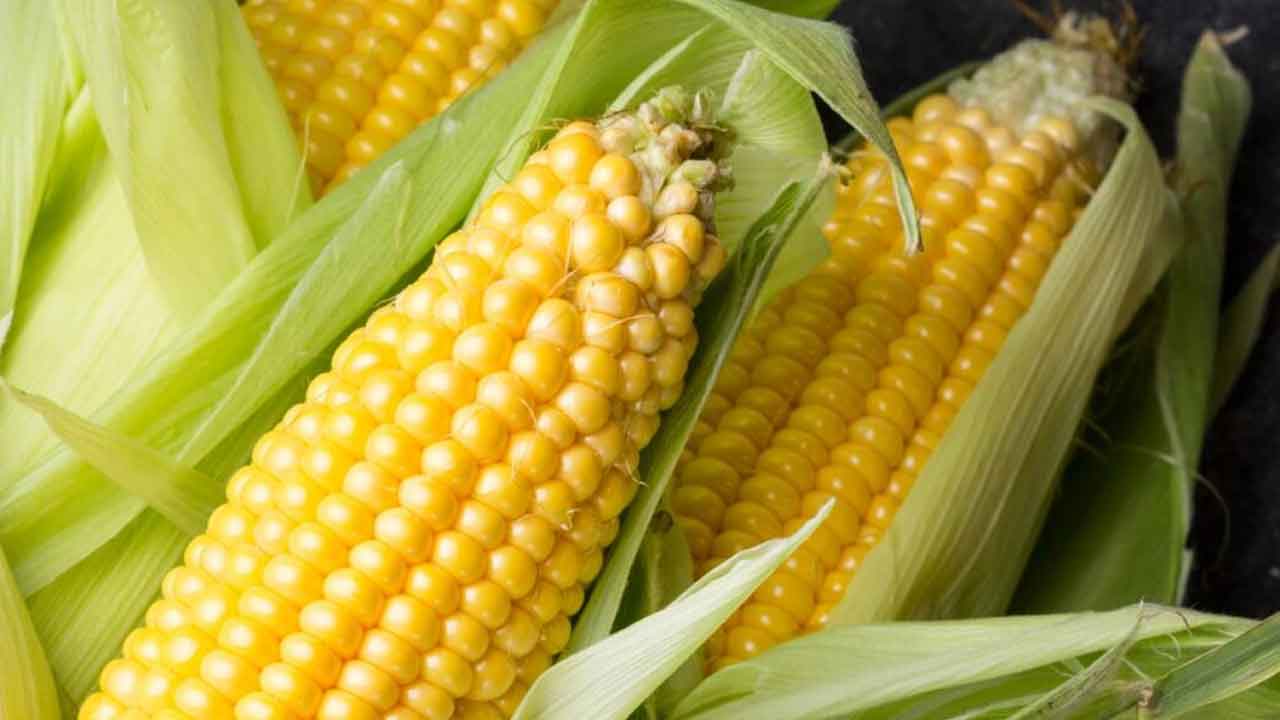 మక్కలకు రికార్డు ధర