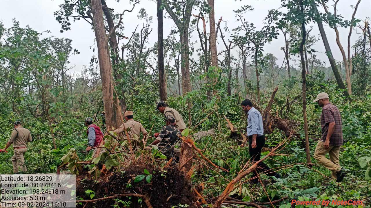 Medaram Forest | మేడారం అడవుల్లో సుడిగాలి బీభత్సం.. ఒకే ఏరియాలో 50వేలకు పైగా చెట్లు నేలమట్టం