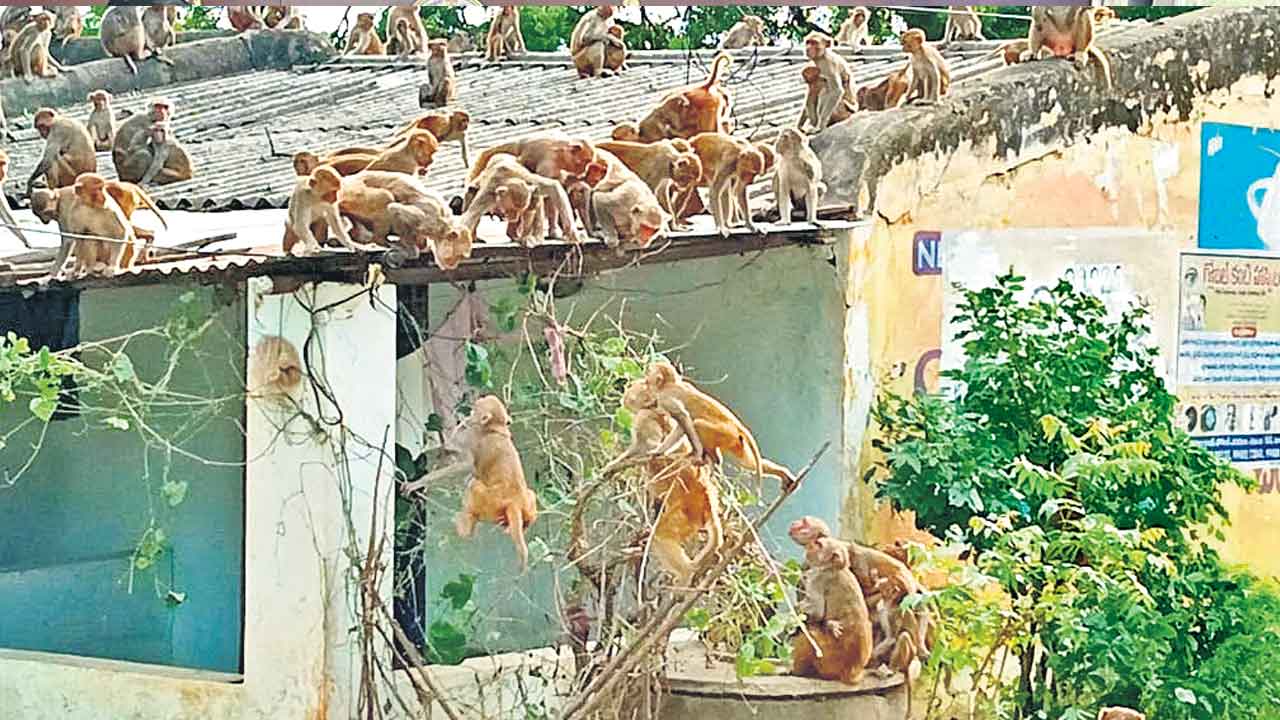 Suryapet | కోతుల దండయాత్ర.. జనంపైకి ఎగబడి గాయపరుస్తున్న వానరాలు