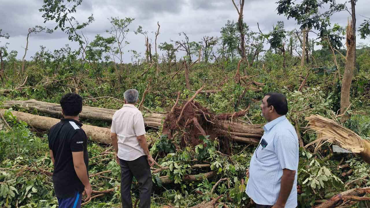 Heavy rains | ములుగు జిల్లాలో గాలివాన బీభత్సం.. విరిగిన చెట్లు, కూలిన విద్యుత్‌ స్తంభాలు