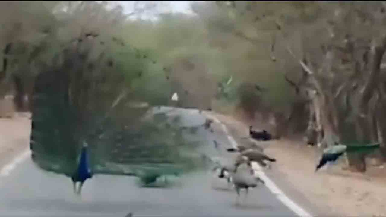 Peacocks | శ్రీశైలం ఘాట్ రోడ్డులో నెమ‌ళ్ల నృత్యం.. ఆ మ‌యూరాల‌ న‌ర్త‌న‌కు ప‌ర్యాట‌కులు ఫిదా