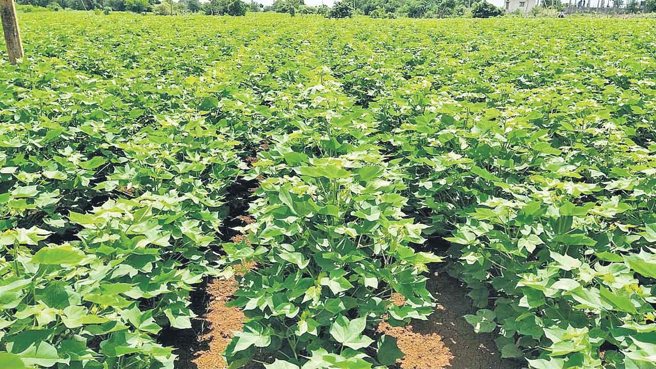 పచ్చని పల్లెల్లో ఫార్మా చిచ్చు