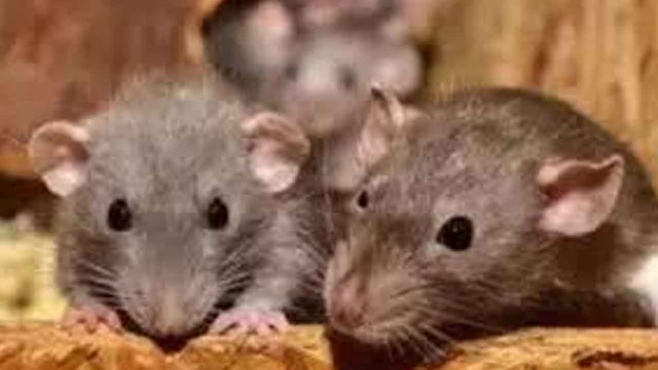 విద్యార్థినులను కరిచిన ఎలుకలు