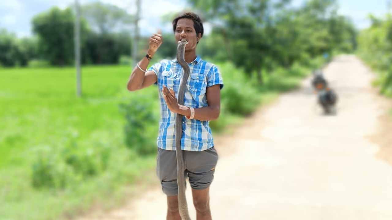 Snake Catcher: నోట్లో నాగుపాముతో ఫోటోల‌కు ఫోజు.. ప్రాణాలు కోల్పోయిన స్నేక్‌క్యాచ‌ర్‌.. వీడియో