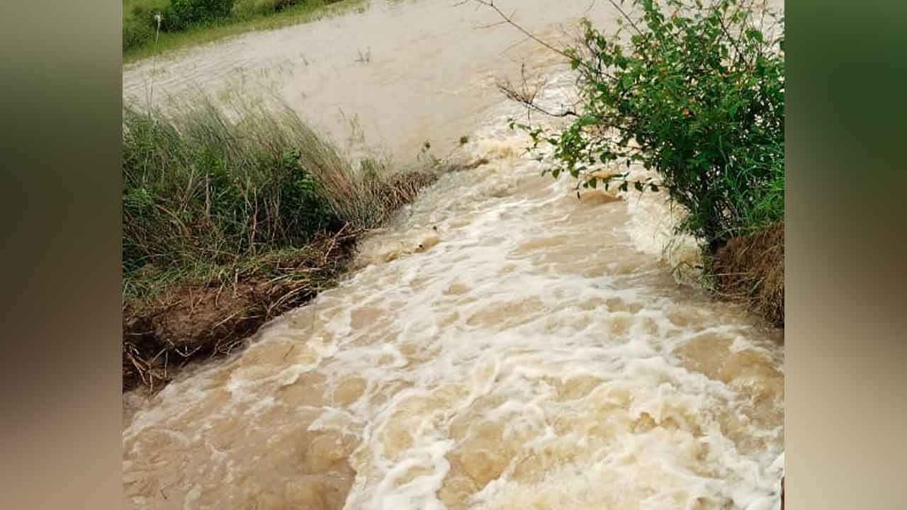 Heavy rains | సింగూరు ఎడమ కాలువకు గండి.. పంటపొలాలను ముంచెత్తిన వరద