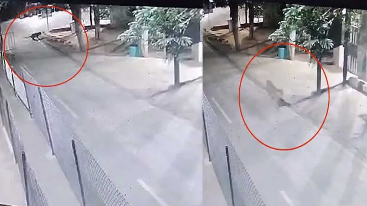 Tirumala | తిరుమలలో మరోసారి చిరుత కలకలం