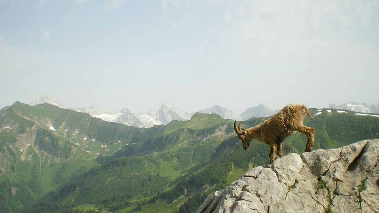 Animal Conservation: జంతు సంర‌క్ష‌ణ‌పై న‌మీబియా క‌మీష‌న‌ర్‌కు వంతారా సంస్థ లేఖ‌