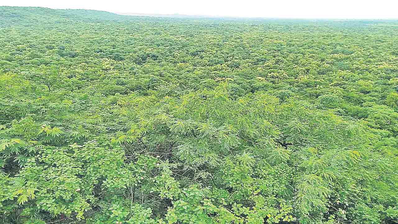 Radar Center | పచ్చని చెట్టుకు చిచ్చు