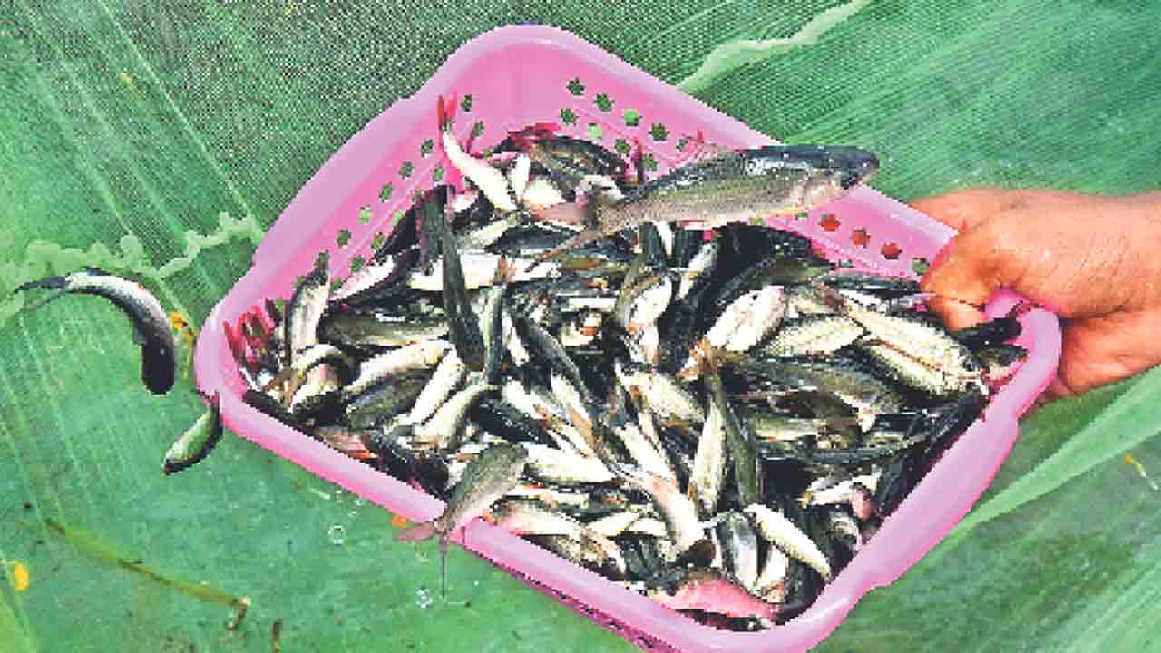 ఉచిత చేప పిల్లలు సగమే