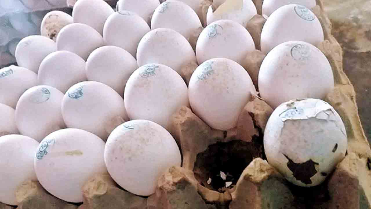 గర్భిణులు, బాలింతలకు కుళ్లిన గుడ్లు.. వాంతులు, వికారంతో తినలేక అవస్థలు