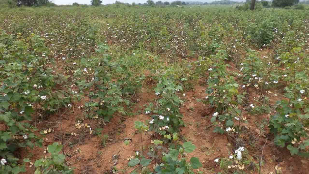 తెల్ల బంగారం.. దళారులపరం