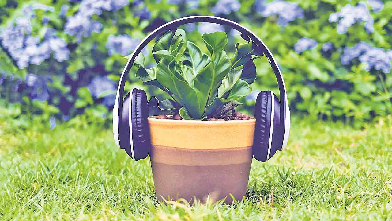 Music | సంగీతంతో మొక్కలు వేగంగా పెరుగుతాయ్‌..