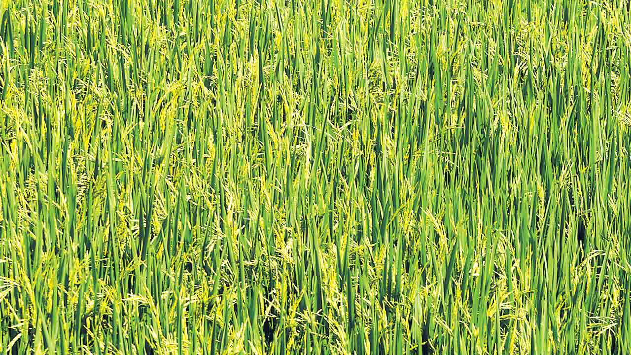 Telangana | ధాన్యం ఉత్పత్తిలో నంబర్‌ 1.. ఐదేండ్లుగా రికార్డుల మీద రికార్డులు