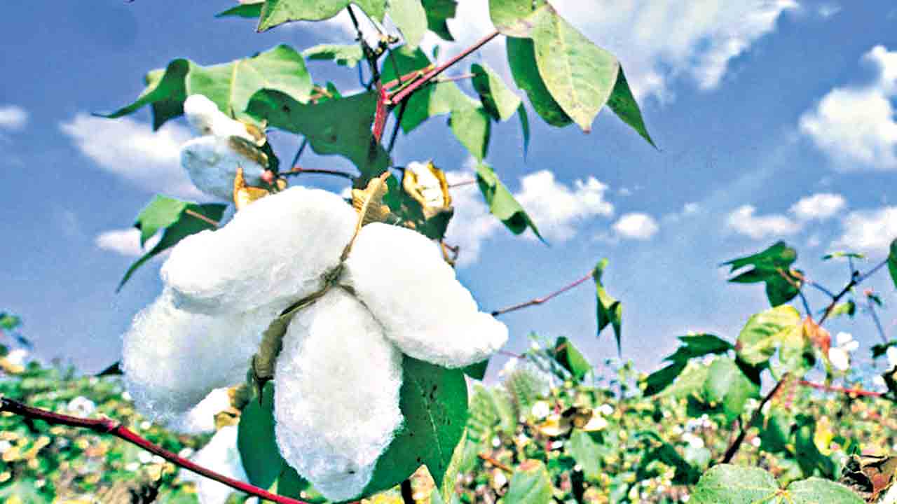 పత్తి ఇప్పుడే కొనం!