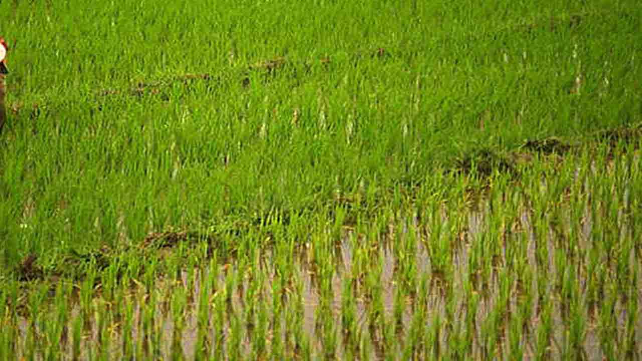 యాసంగైనా సాగేనా ?