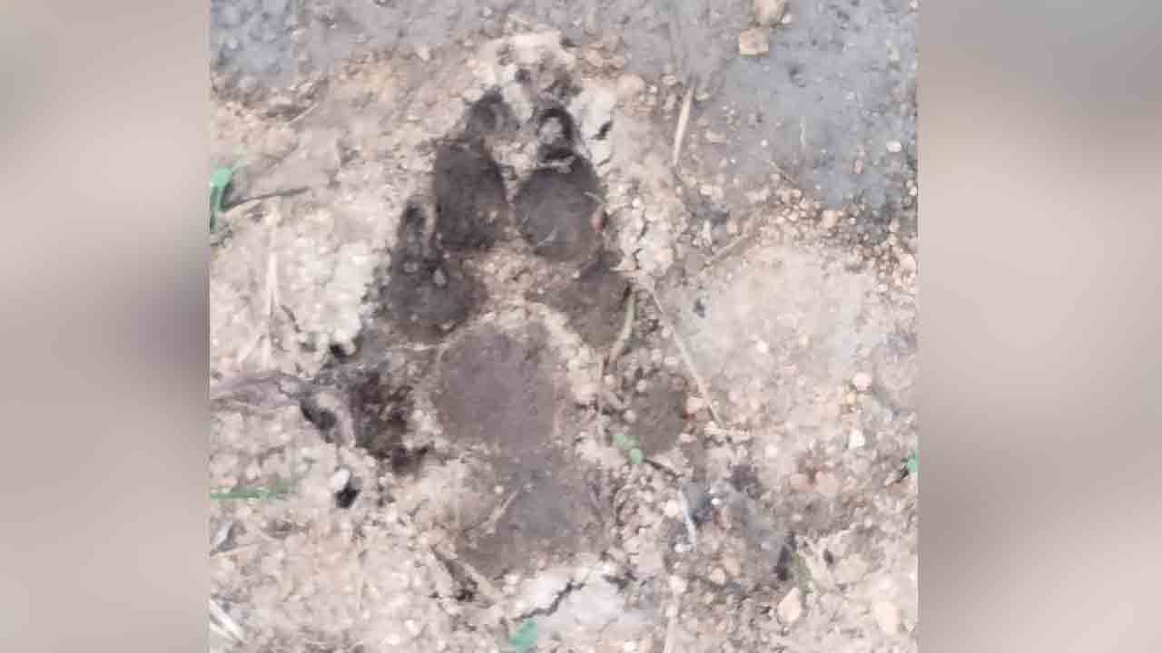 వామ్మో పులి