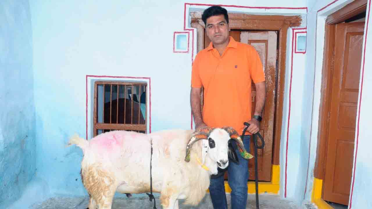 గొర్రెపొట్టేలు @ రూ.58 వేలు