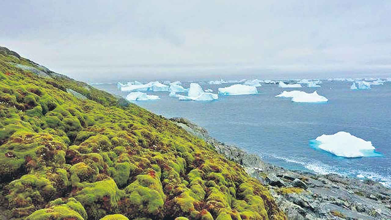 Antarctica | అంటార్కిటికాలో పరుచుకుంటున్న పచ్చదనం.. తగ్గుతున్న మంచు విస్తీర్ణం