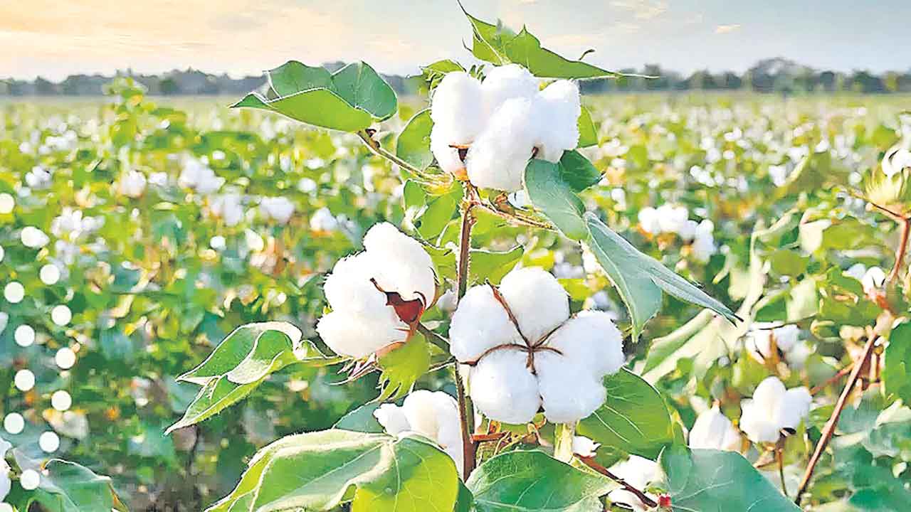 Telangana | పత్తి కొనుగోళ్లు ఏమాయే…? ప్రభుత్వ తీరుతో ఆందోళనలో రైతాంగం