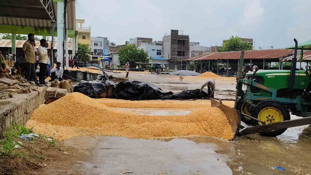 మక్క వర్షార్పణం