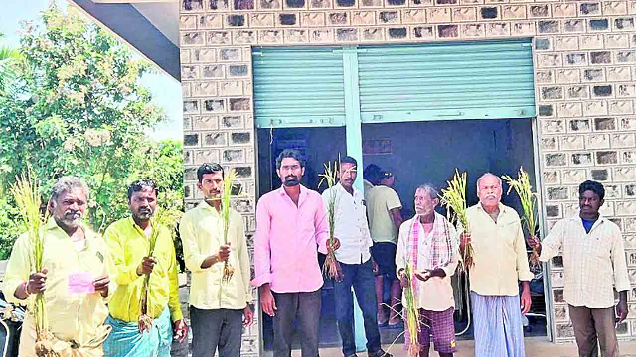 విత్తనం నాసిరకం.. కోయలేక సతమతం..