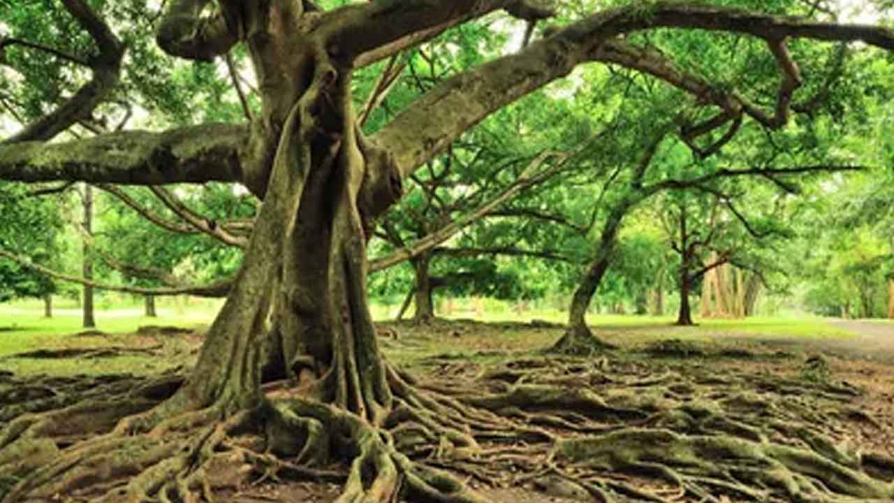 Uttar Pradesh | హిందూ పద్ధతిలో.. 200 ఏండ్ల చెట్టుకు అంత్యక్రియలు