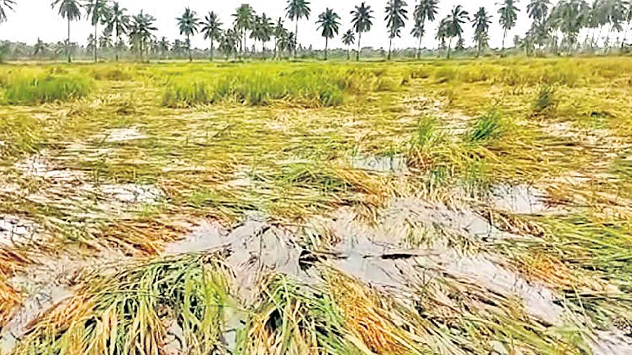 పంట నష్టంలో భారీ కోత