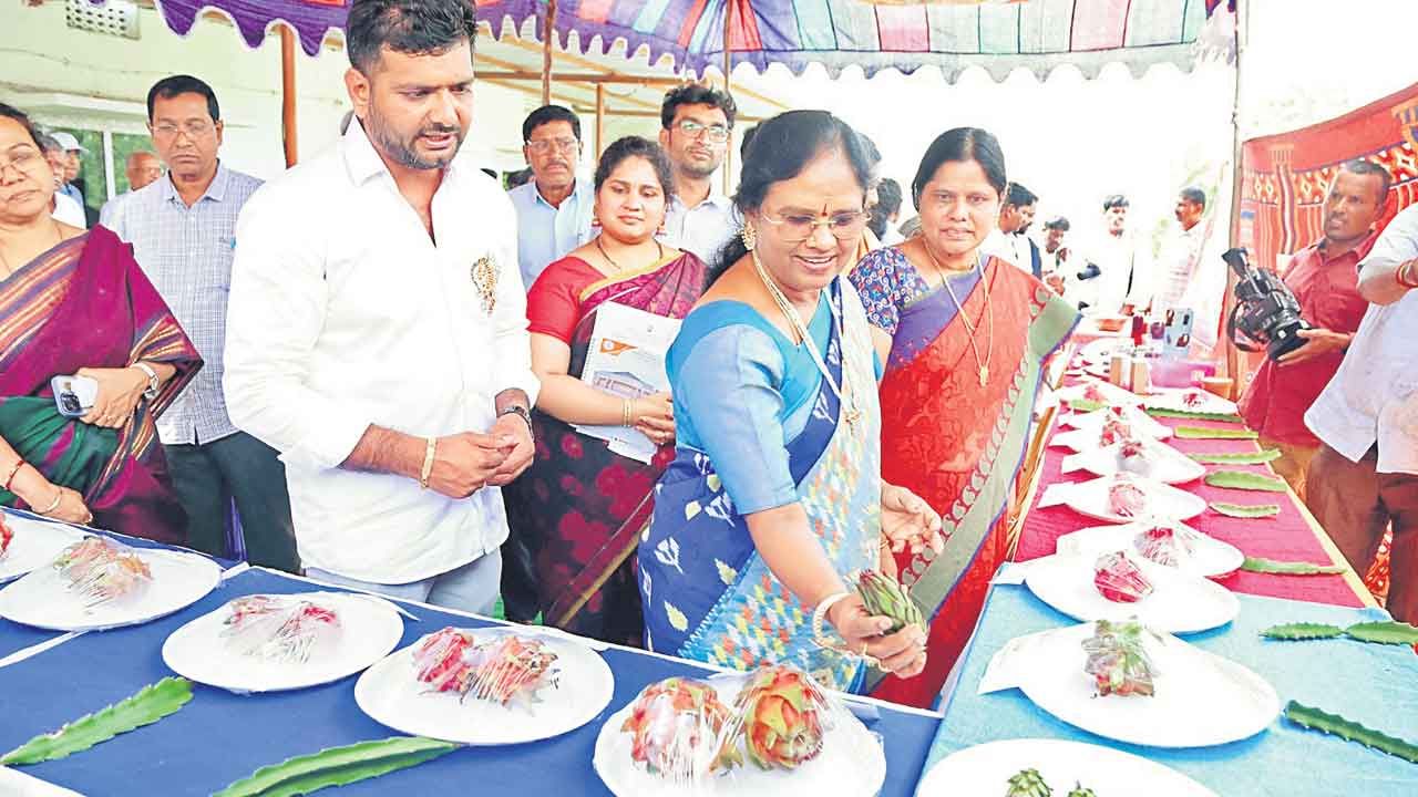 డ్రాగన్ ఫూట్ సాగుకు మొగ్గు చూపాలి
