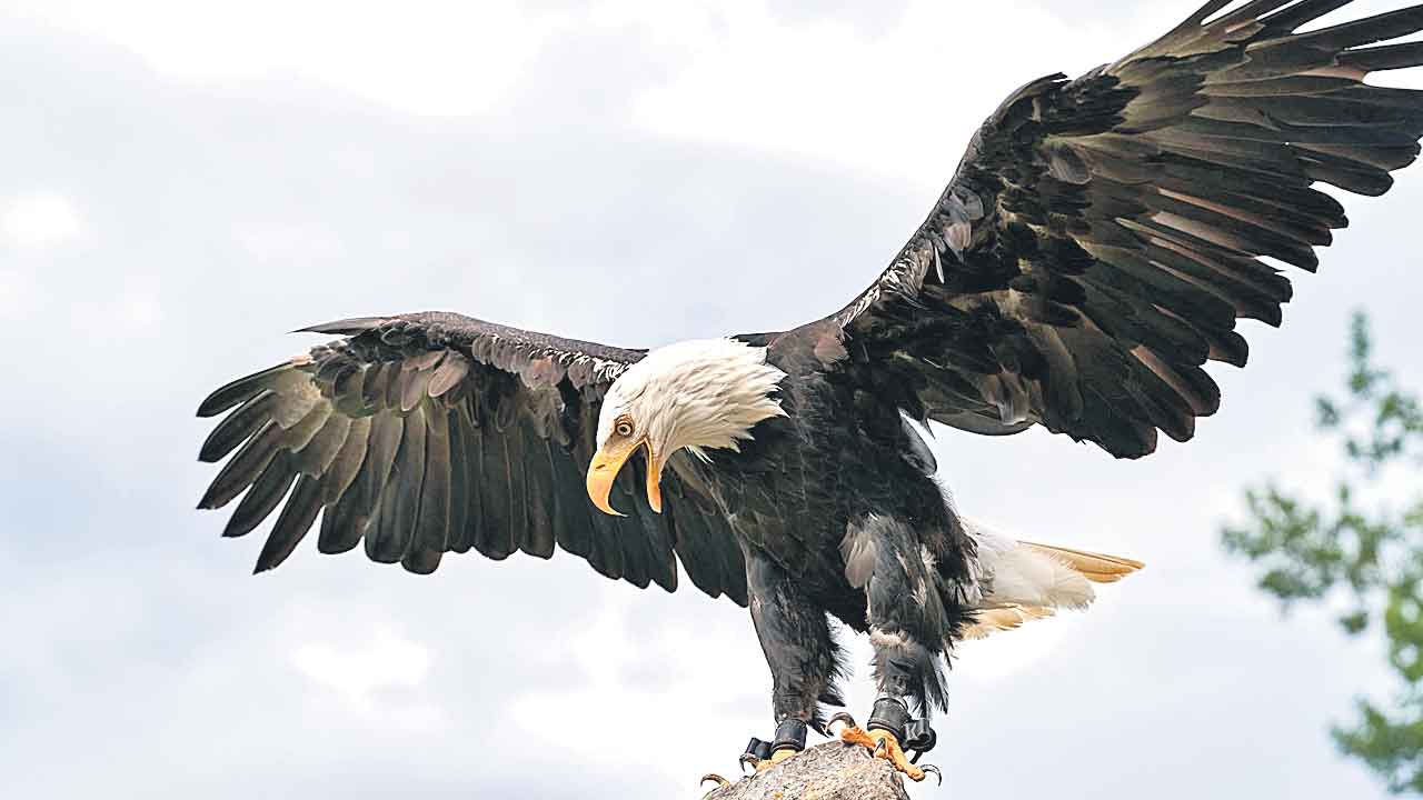 Eagle Squad | ఆపరేషన్‌ కగార్‌లో గరుడ దళం.. మావోయిస్టుల ఏరివేతలో కీలకంగా ఈగల్‌ స్కాడ్‌!