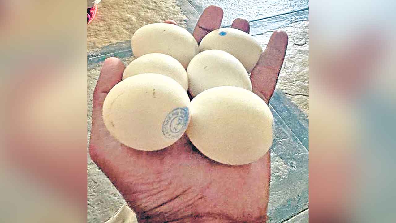Anganwadi Eggs | అరచేతిలో ఆరు గుడ్లు.. ‘చిన్న’బోయిన పోషకాహార పంపిణీ లక్ష్యం