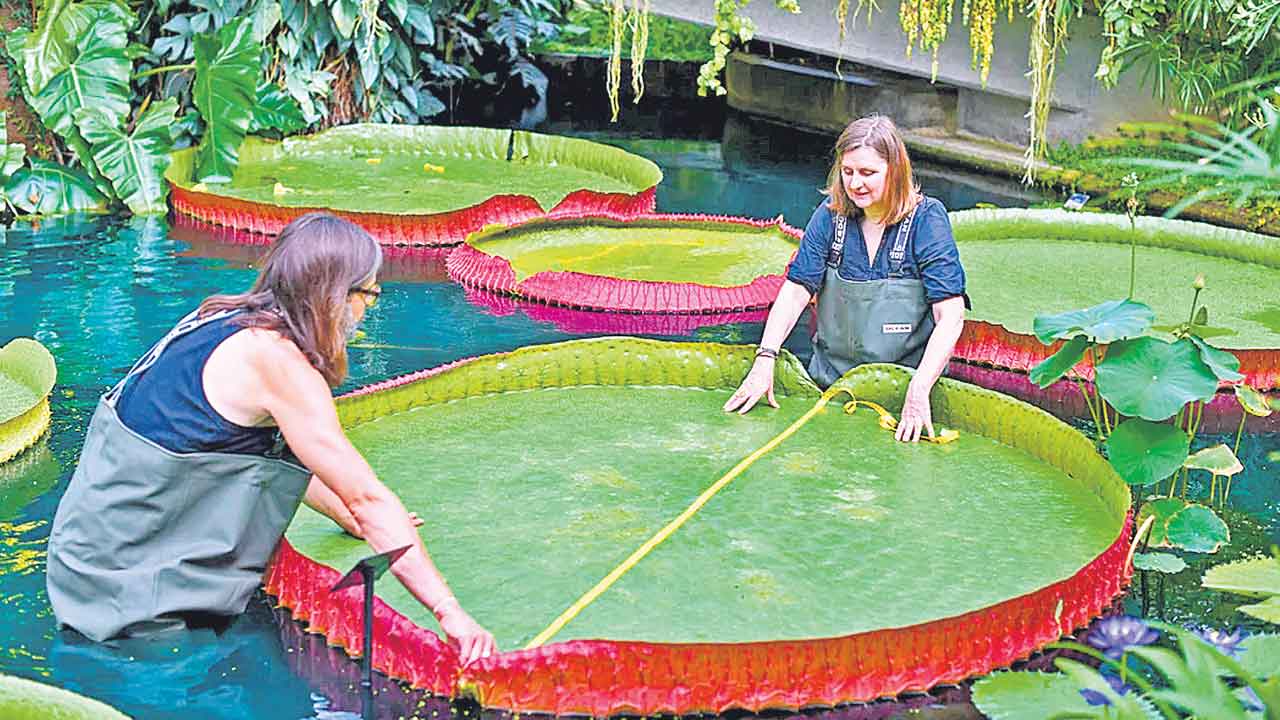 ఆకు మీద తేలియాడుదాం..