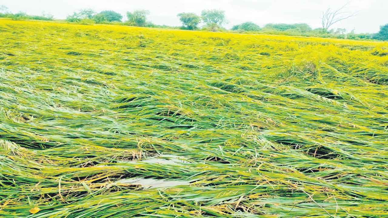 అకాల వర్షంతో పంటలకు నష్టం