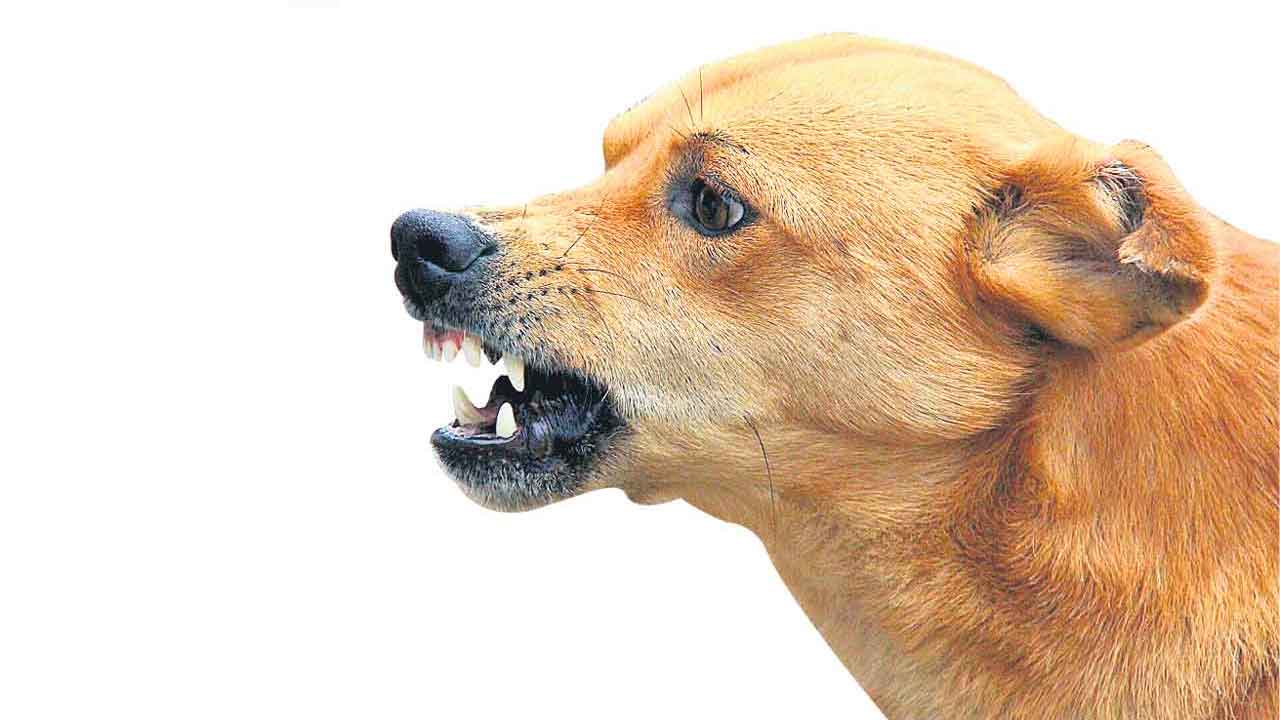 చిన్నారిపై వీధి కుక్కల దాడి