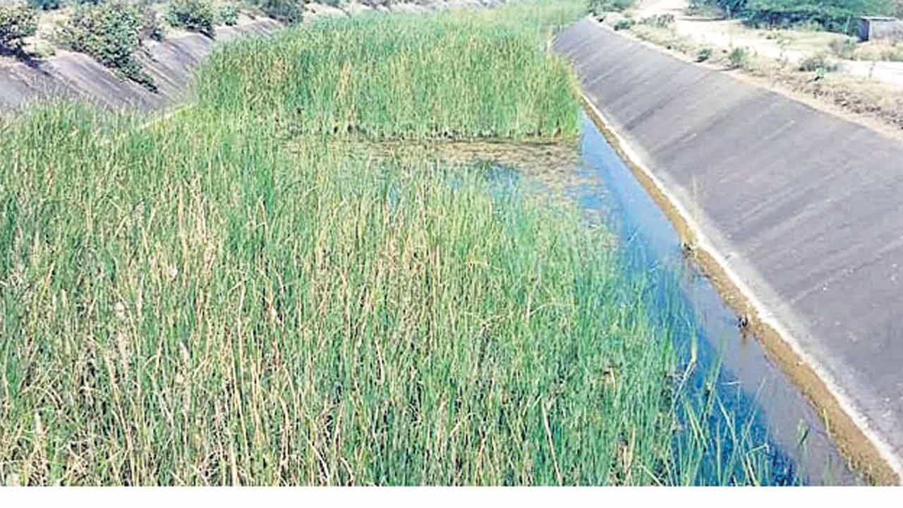 తగ్గిన యాసంగి సాగు