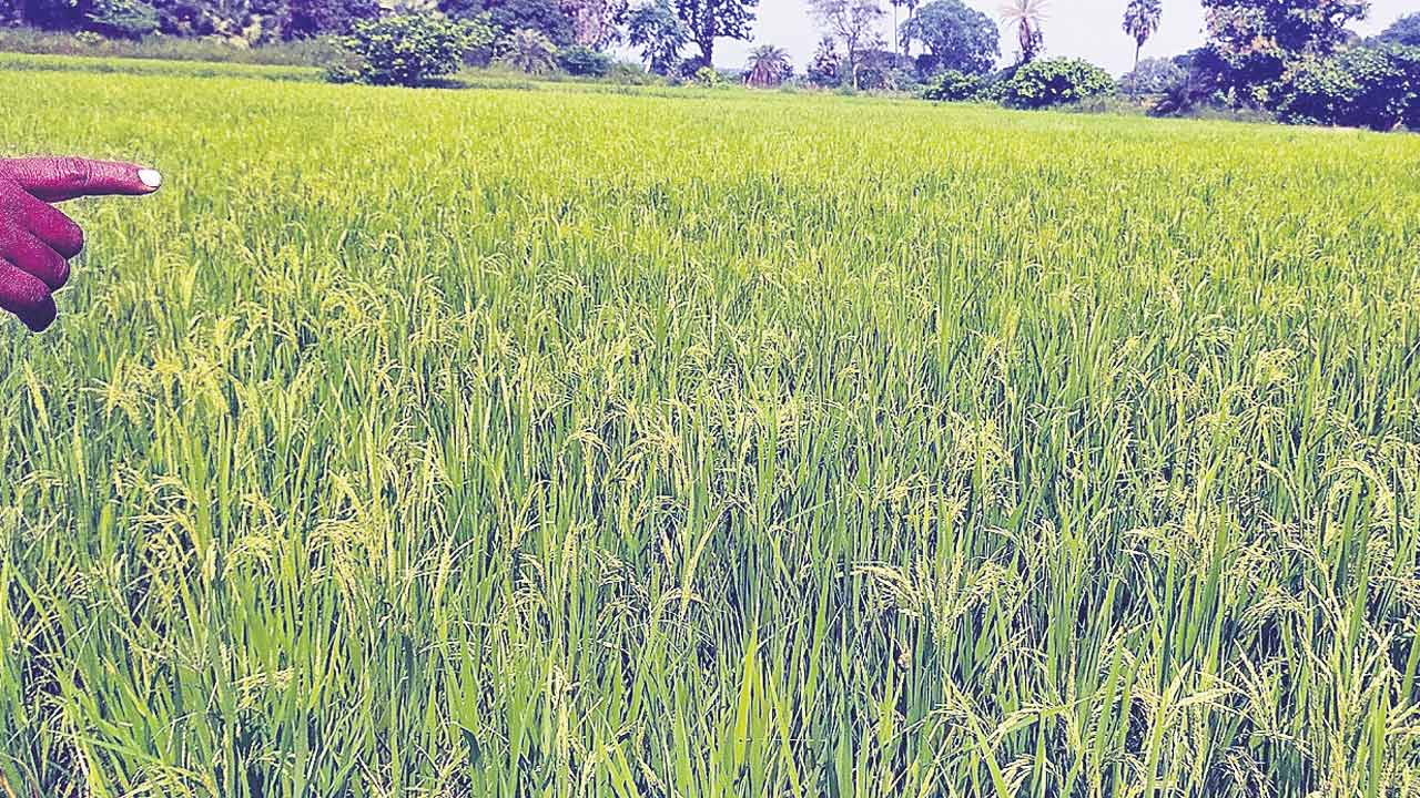 నాసిరకం.. నష్ట భయం..!