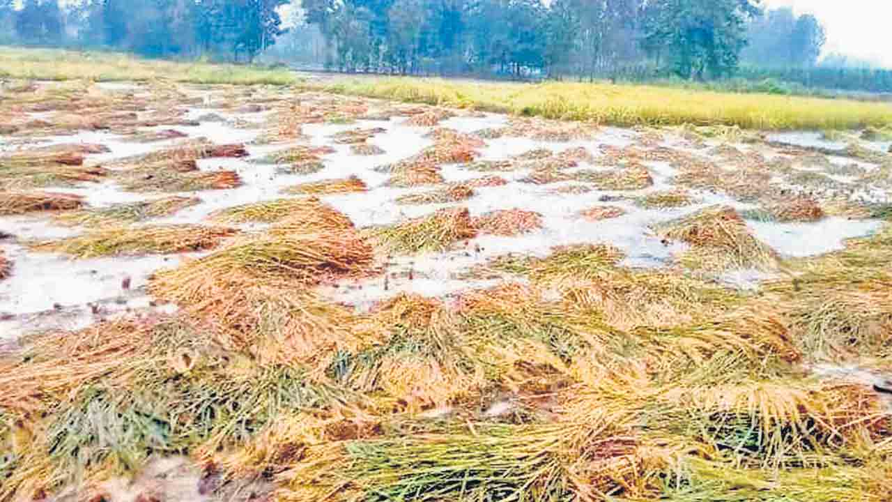 పంటల బీమా ప్రైవేటు లాభాలకే!