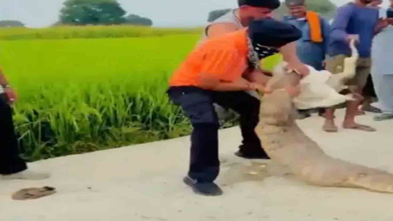 Watch: జింక పిల్లను మింగిన కొండచిలువ.. కొందరు ఏం చేశారంటే?