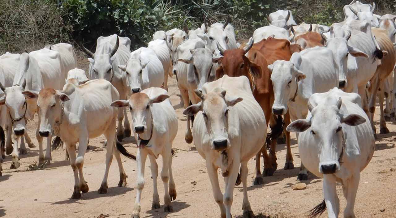 Double Allowance For Cows | మధ్యప్రదేశ్లో ఆవులకు రెట్టింపు భత్యం.. అసలు వాస్తవం   ఏమిటంటే?