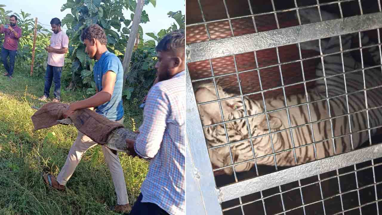 Wild Animals | పులులు, ఏనుగులను తరలిస్తున్న ట్రక్కు బోల్తా.. రోడ్డుపై పడిన మొసళ్లు