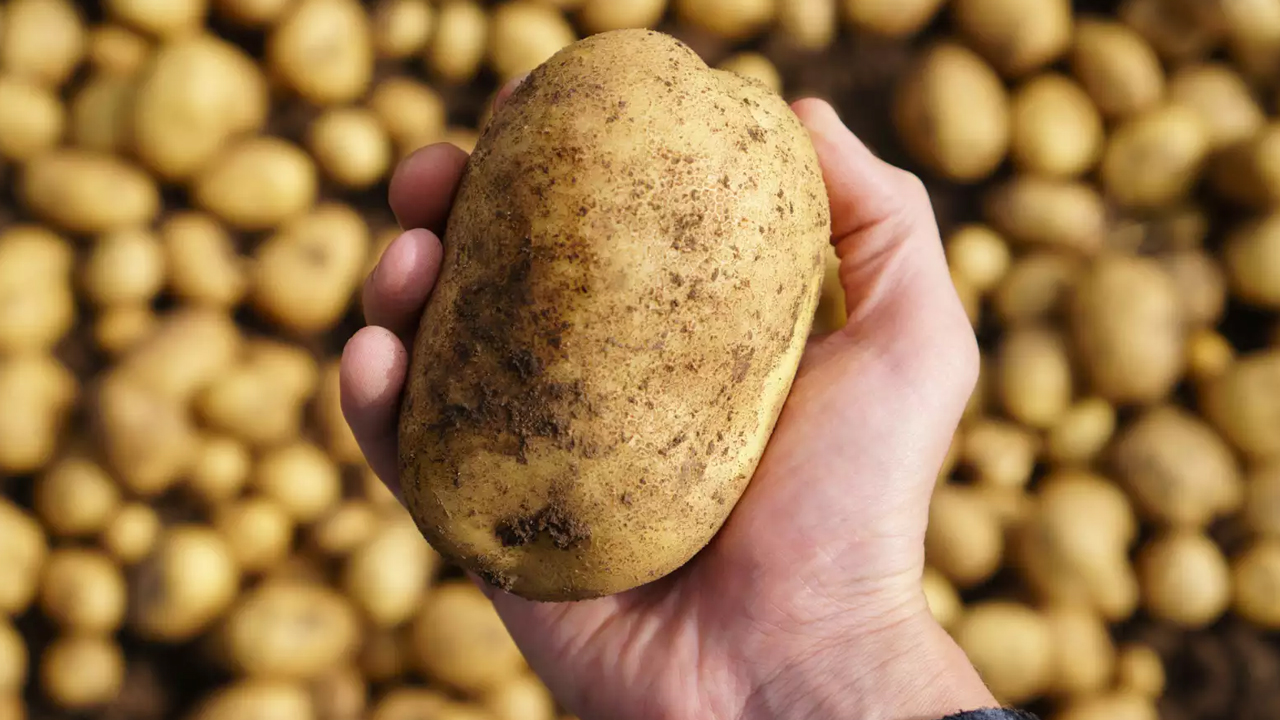 Fake Potatoes | కస్టమర్లూ తస్మాత్ జాగ్రత్త.. మార్కెట్లో విరివిగా నకిలీ ఆలుగడ్డలు..!